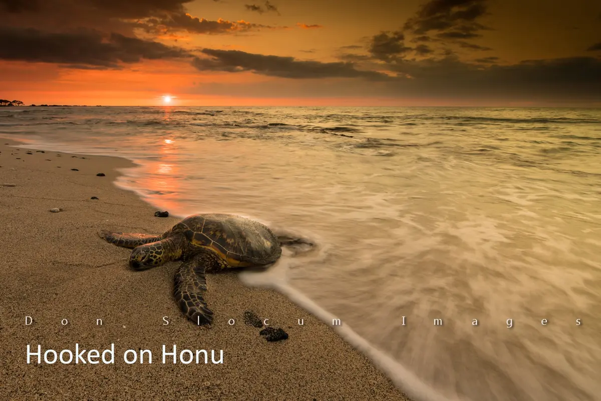 Hooked On Honu By Don Slocum 1