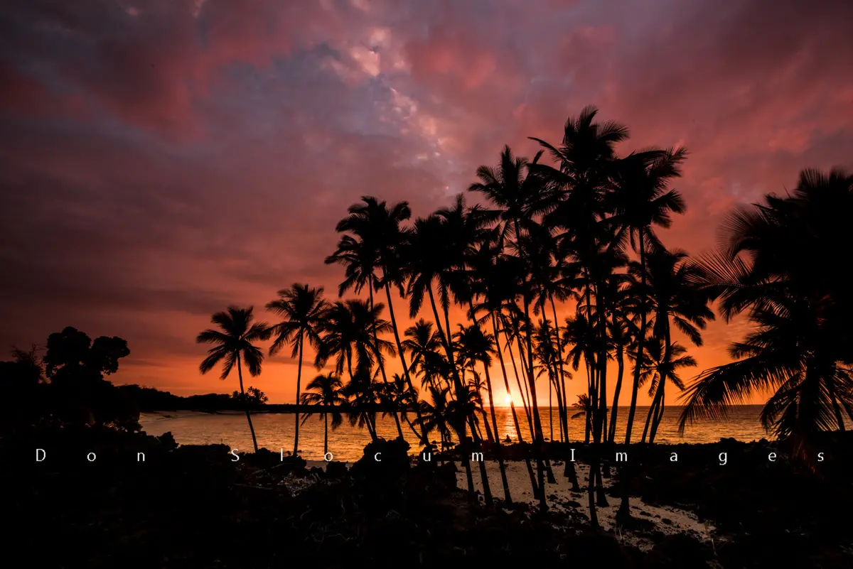 Sunset Palms By Don Slocum 1
