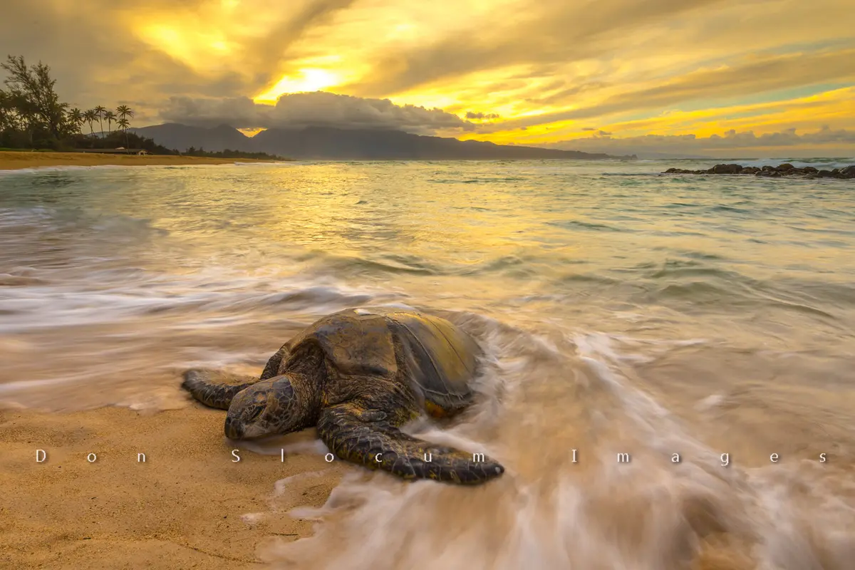 Surf It By Don Slocum 1