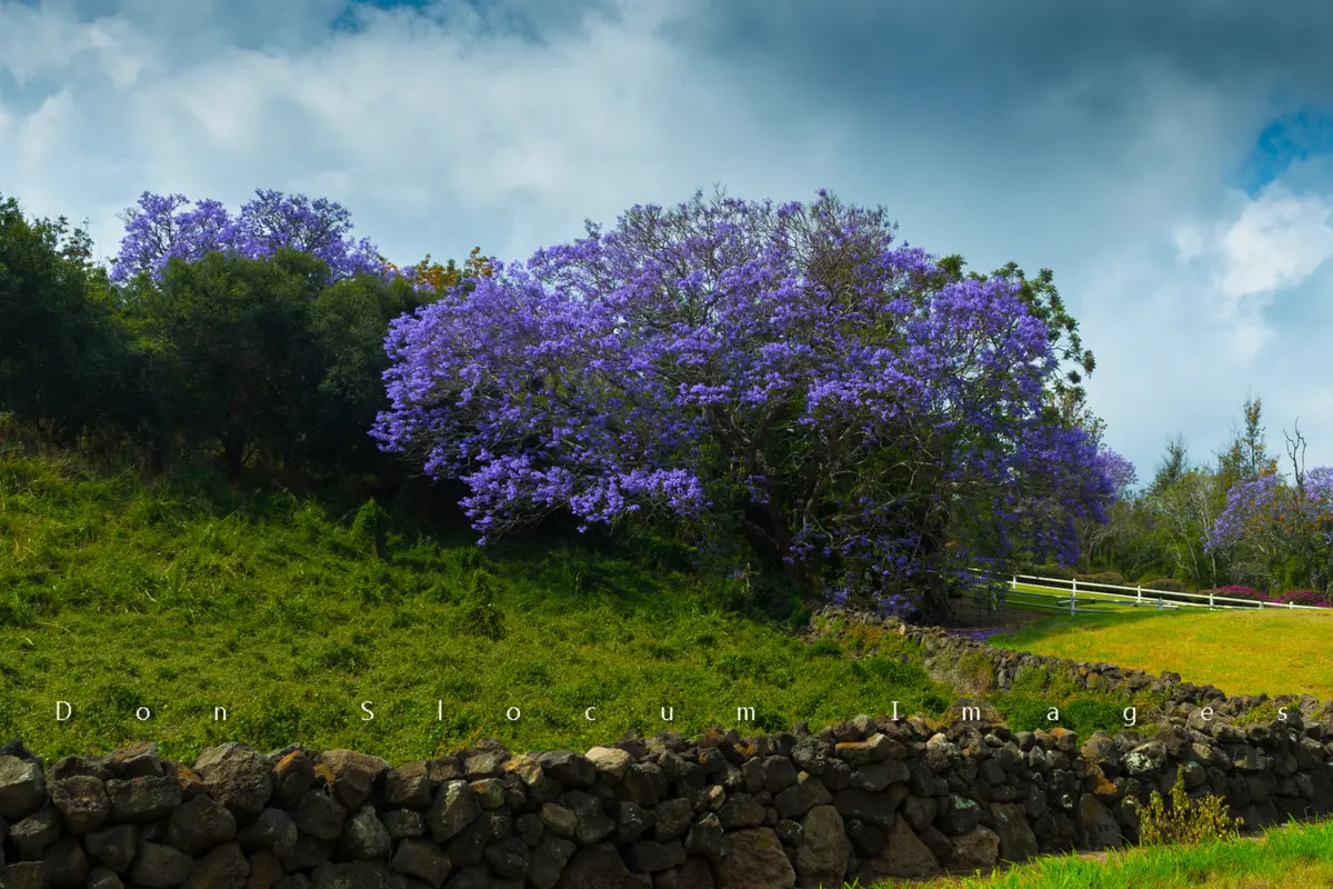 Jacaranda By Don Slocum 1
