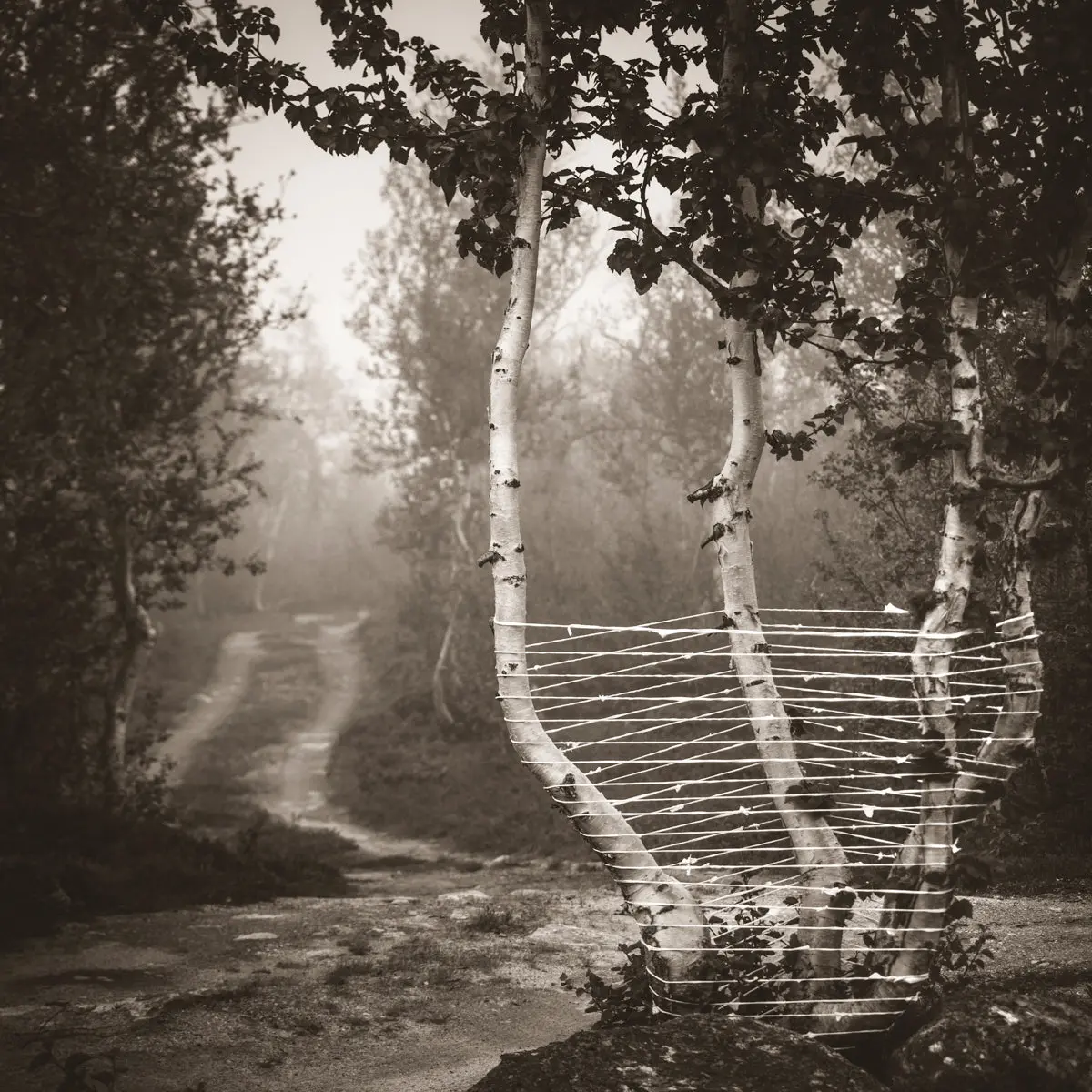 Turn Left By The Four Birches 1