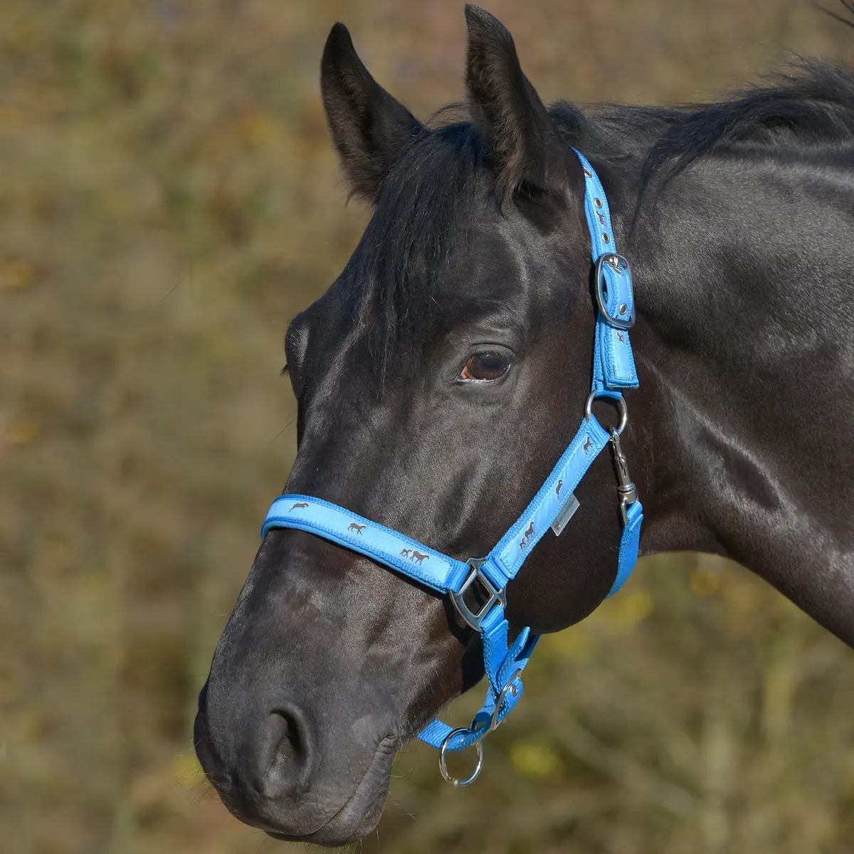 Halter Little Horses - Various Colours 13