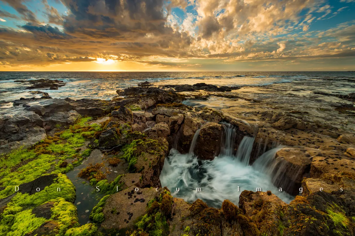 Limu Bloom By Don Slocum 1