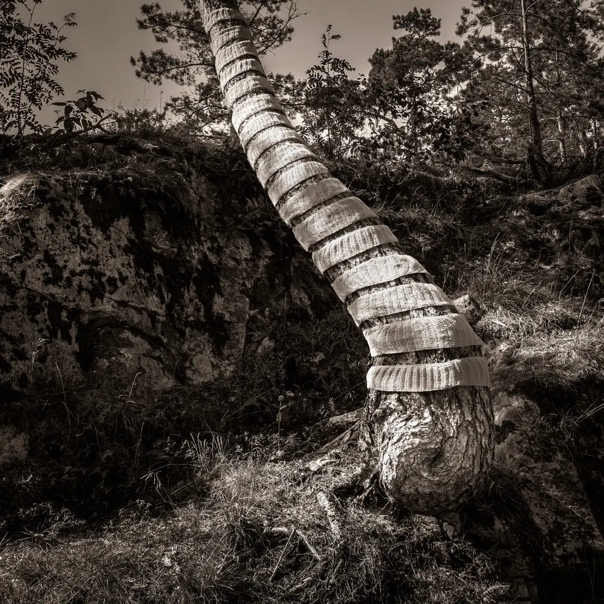 Croocked Pine Tree Trunk 1