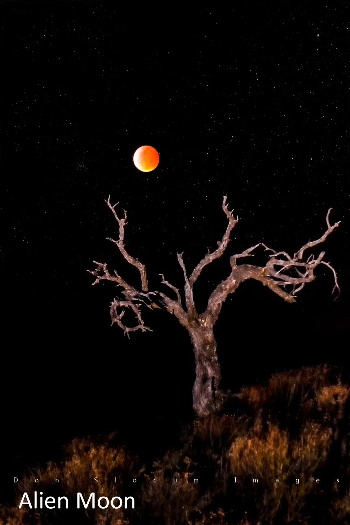 Alien Moon By Don Slocum 1