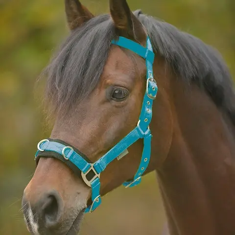 Lunging Cavesson Waldhausen 1