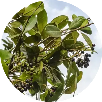 Allspice Essential Oil - Living Libations 1