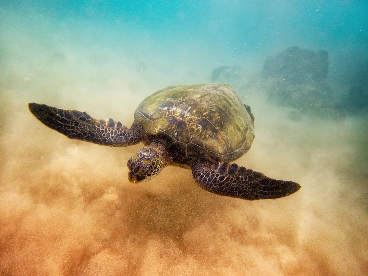 Aloha Honu By Andrew Shoemaker 1