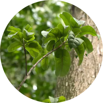 Balsam Peru Essential Oil - Living Libations 1