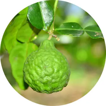 Bergamot Essential Oil - Living Libations 1