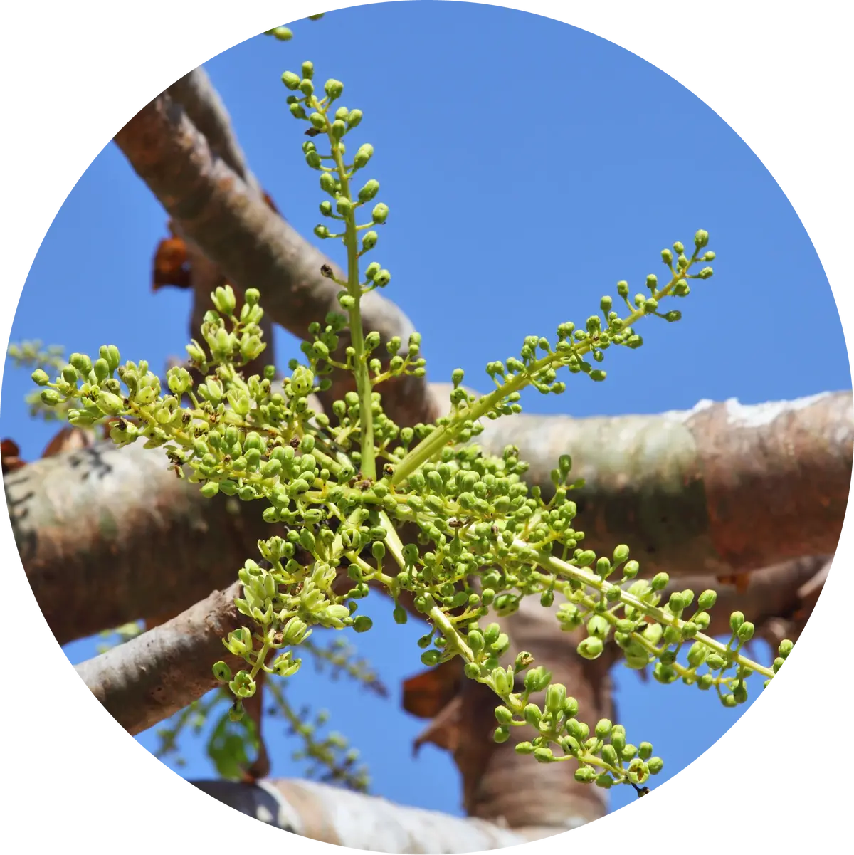 Frankincense, Classic Carterii Essential Oil- Living Libations 1