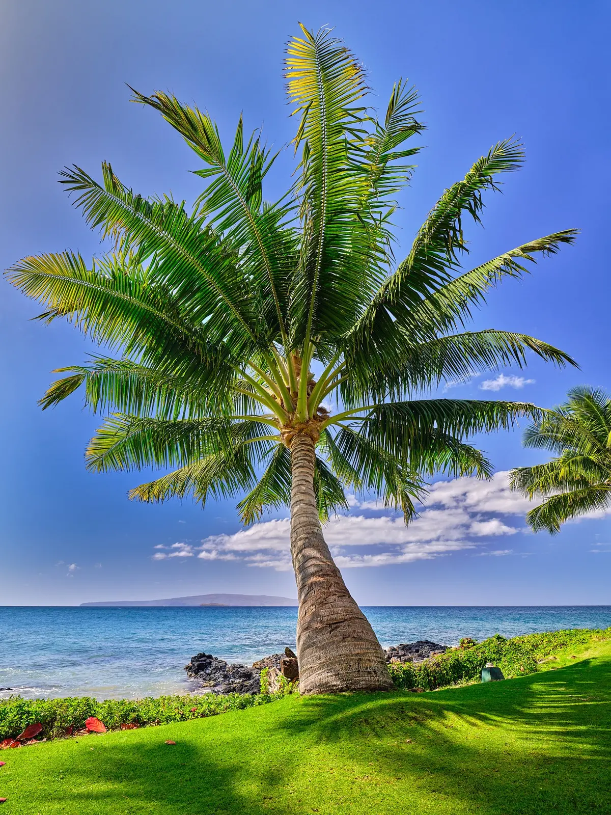 Coconut Fan By Andrew Shoemaker 1