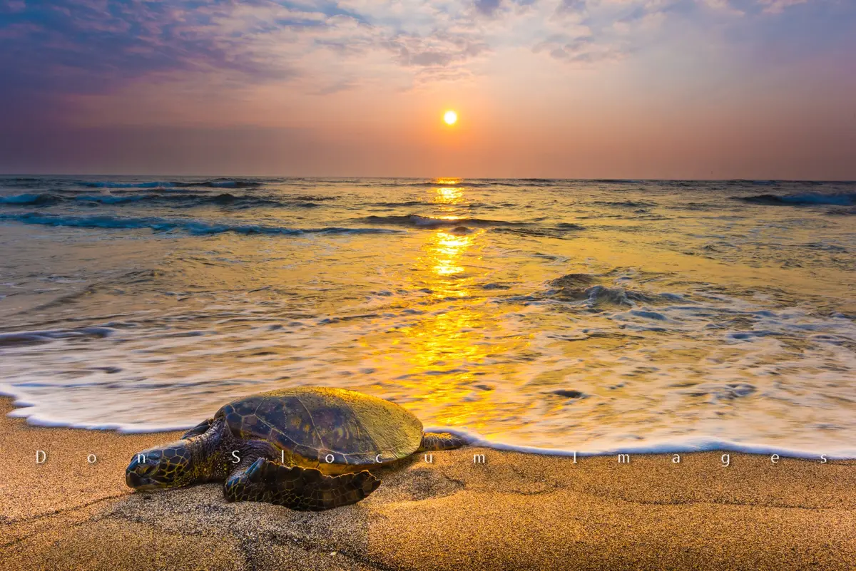 Sunset Honu By Don Slocum 1