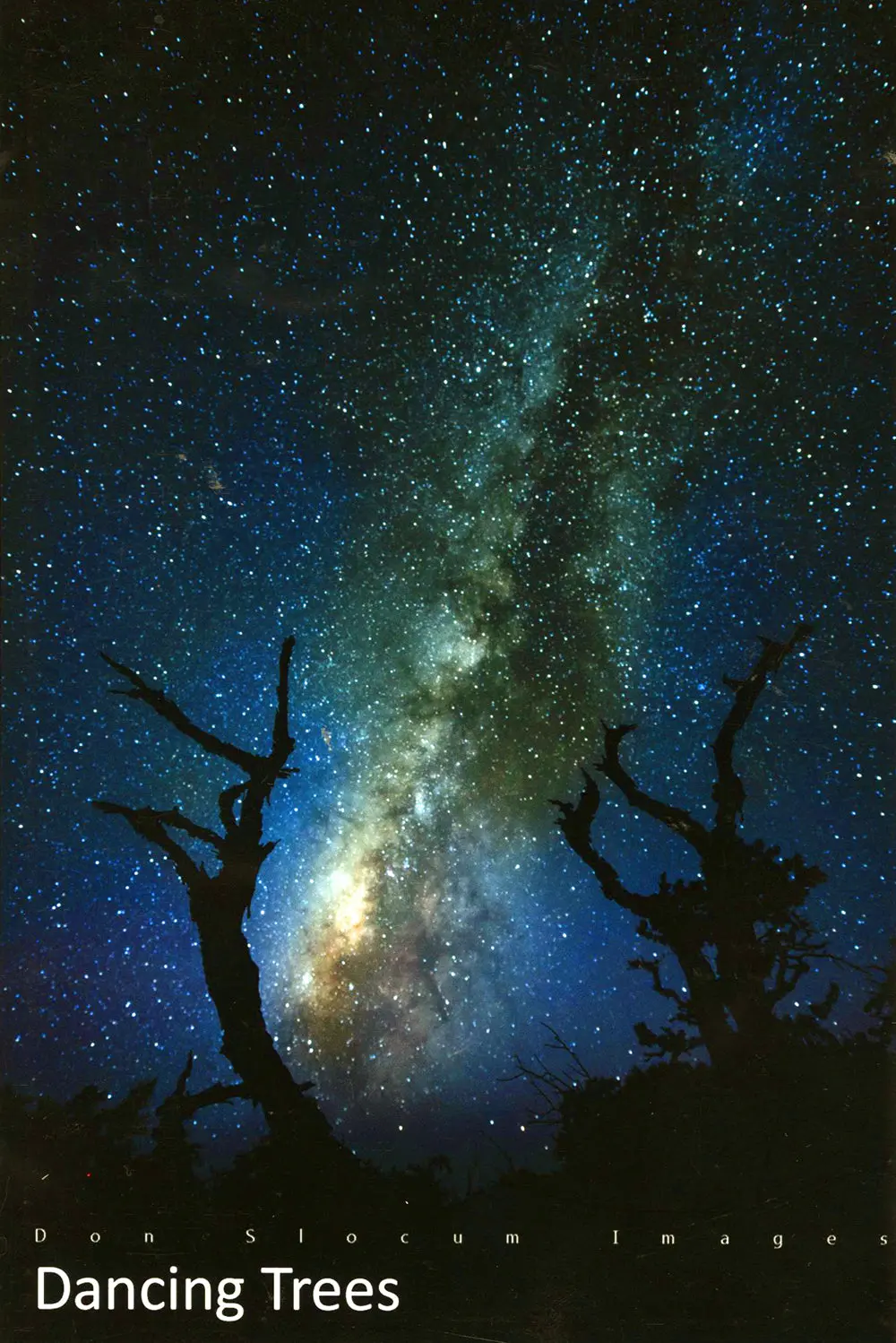 Dancing Tree By Don Slocum 1