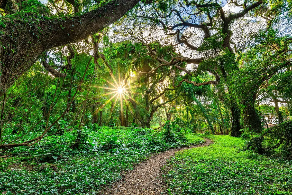 Enchanted Garden By Andrew Shoemaker 1