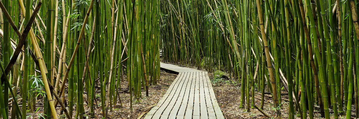 Enter Bamboo By Andrew Shoemaker 1