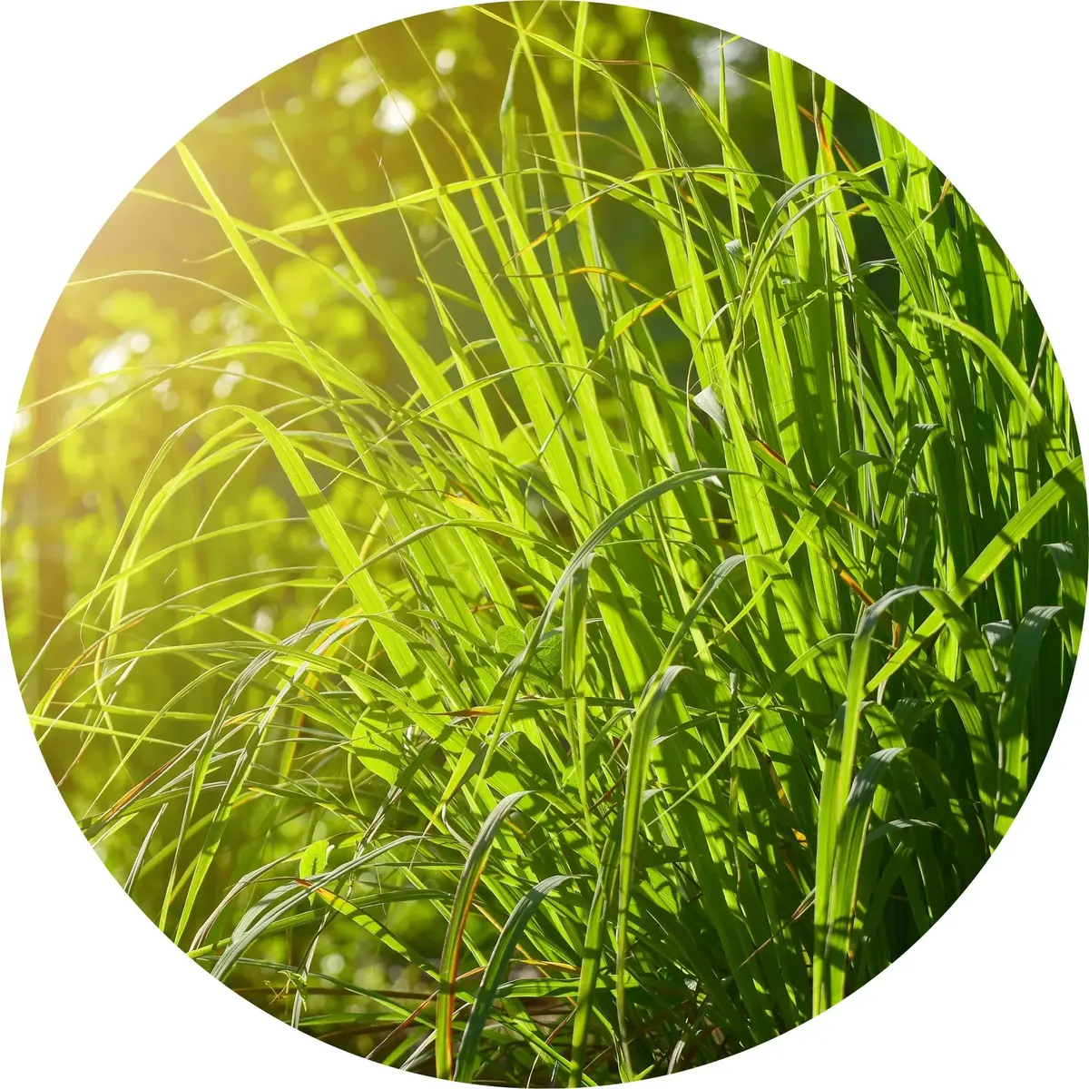 Gingergrass Essential Oil- Living Libations 1