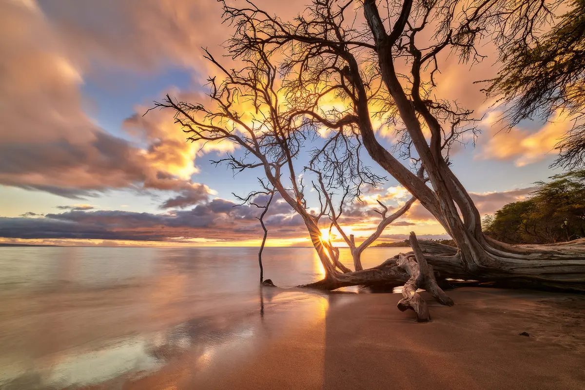 Golden Star By Andrew Shoemaker 1