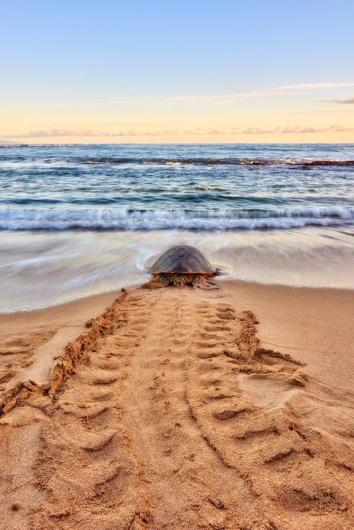 Honu Road By Andrew Shoemaker 1