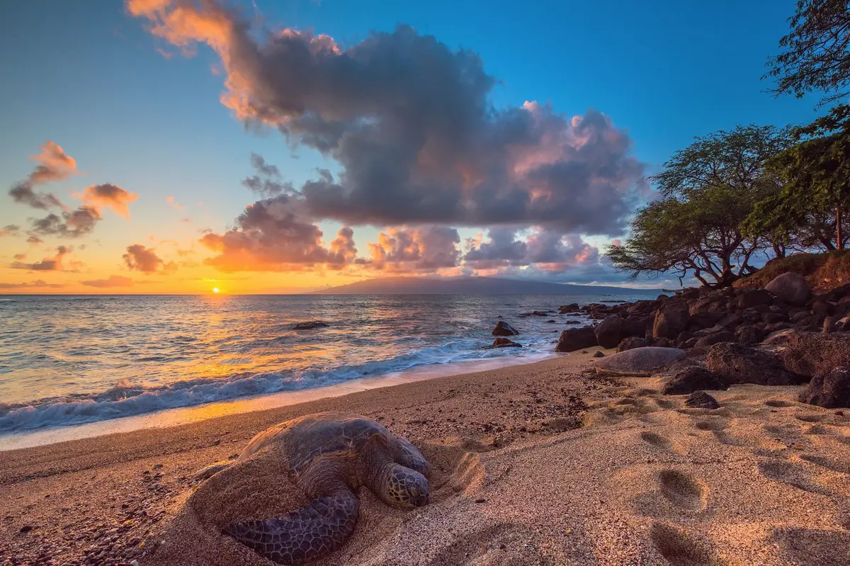 Honu Dreams By Andrew Shoemaker 1