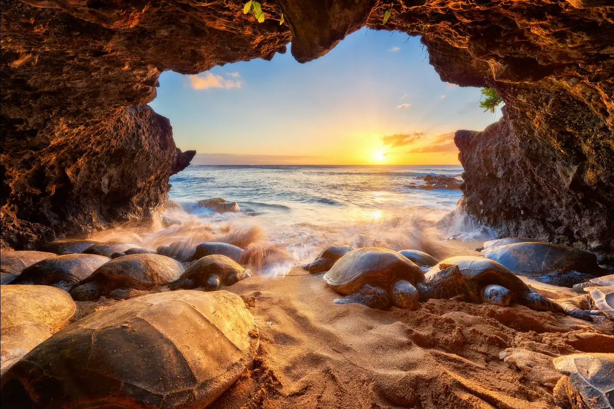 Honu Heaven By Andrew Shoemaker 1