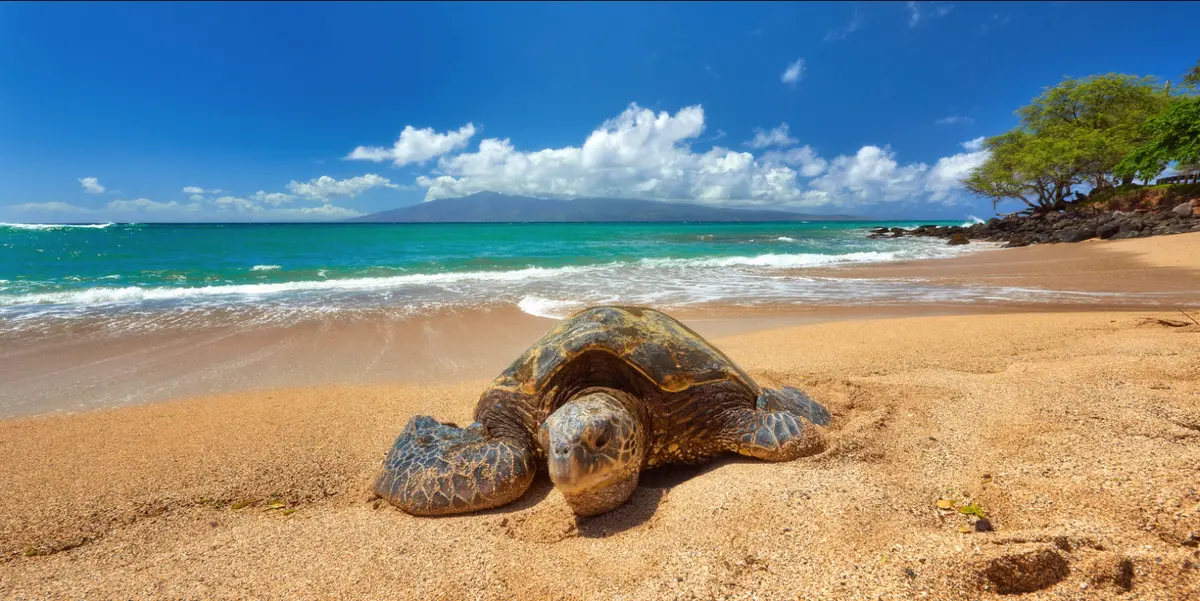 Honu Le'ale'a By Andrew Shoemaker 1