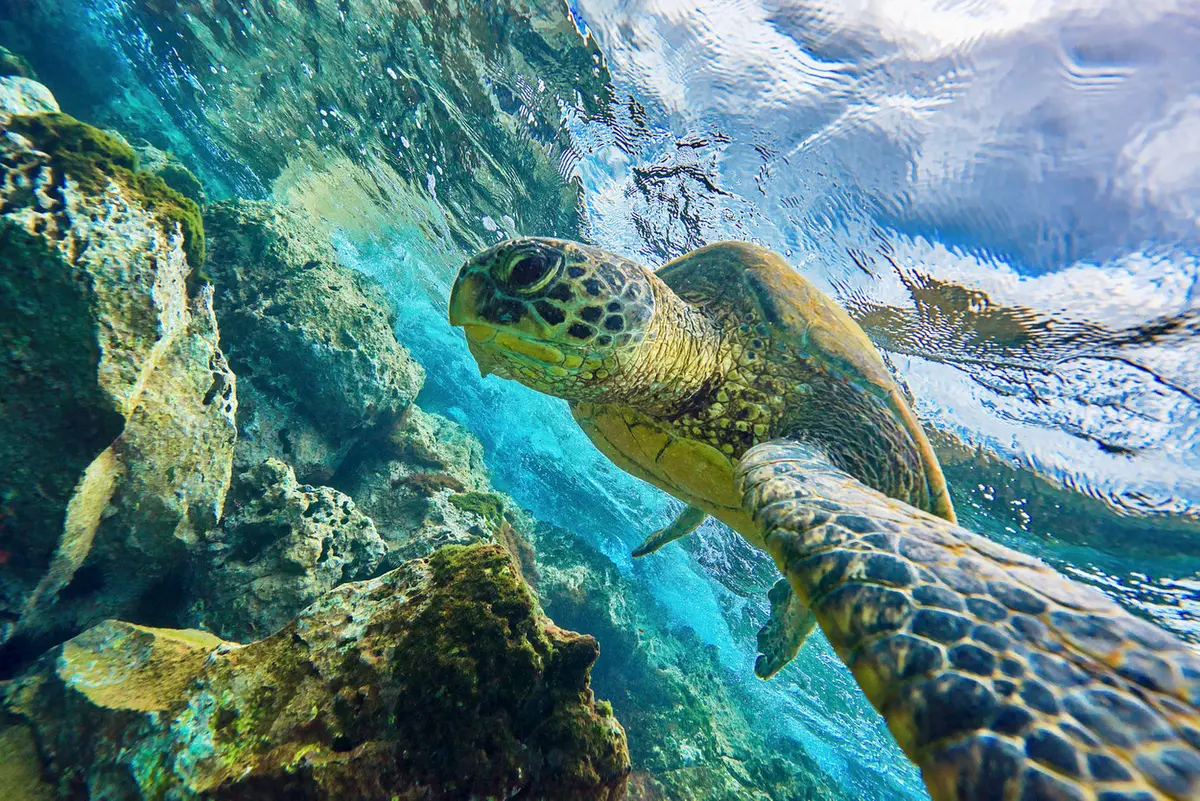 Honu Selfie By Andrew Shoemaker 1