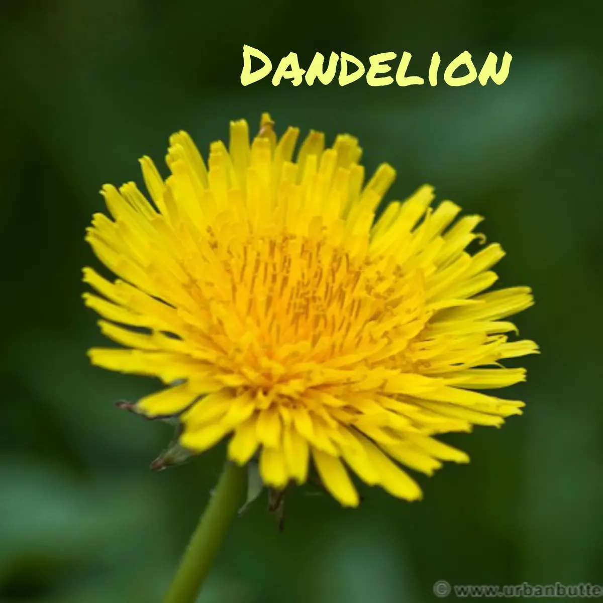 Trickster Teachers - Dandelion Clearance 2