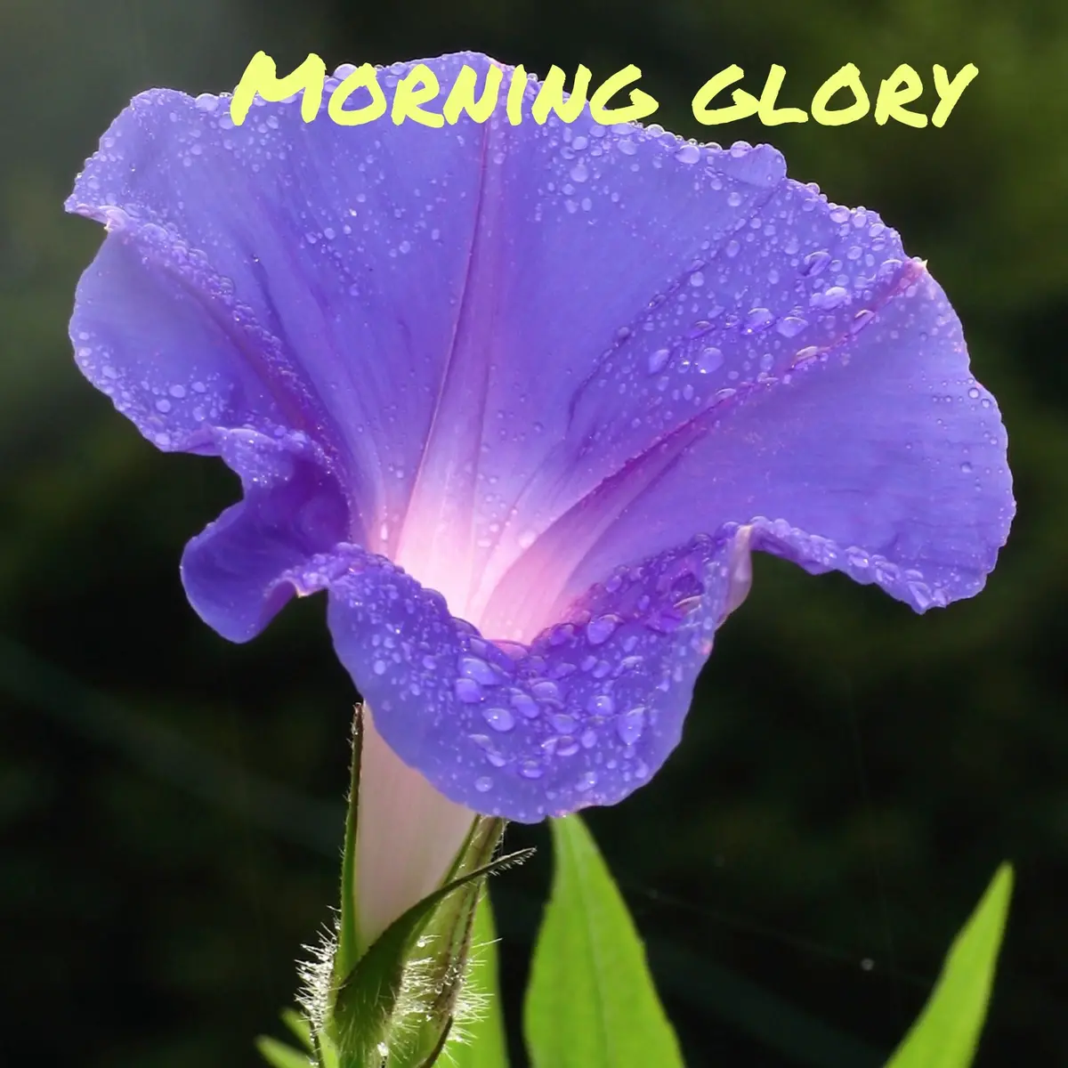 Trickster Teachers - Morning Glory Clearance 2