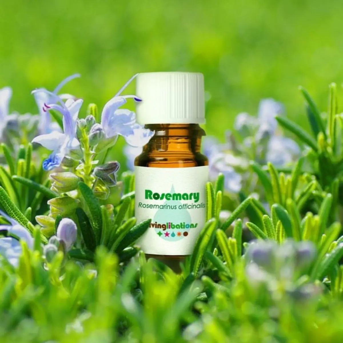 Rosemary Essential Oil - Living Libations 2
