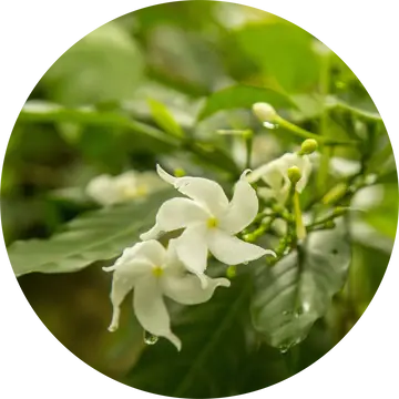 Jasmine Attar Chameli Essential Oil - Living Libations 1