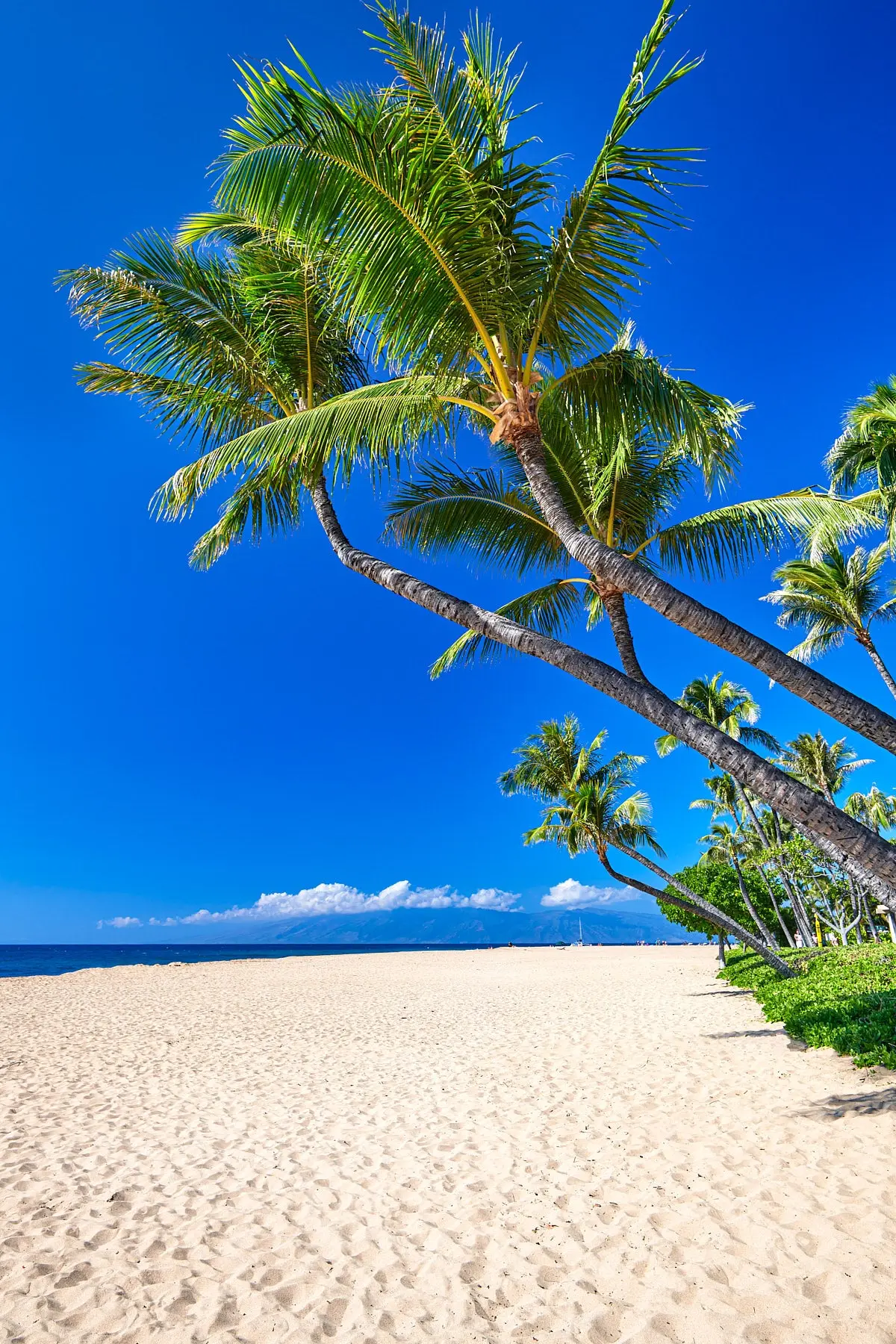 Ka’Anapali Palms By Andrew Shoemaker 1