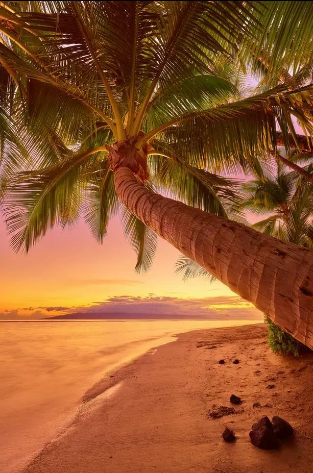 Lahaina Time By Andrew Shoemaker 1