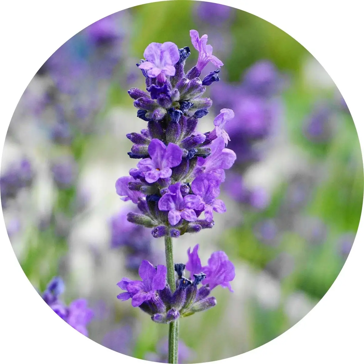 Lavender, Maillette Essential Oil - Living Libations 1