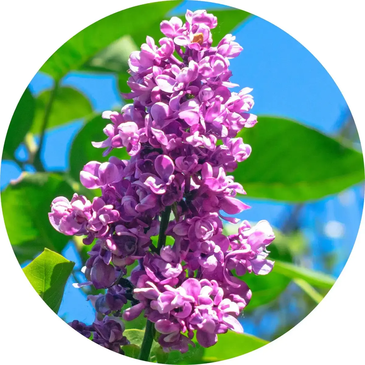 Lilac Attar Essential Oil 2