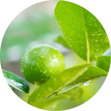 Limetta Essential Oil - Living Libations 1