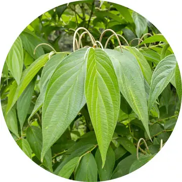 Matico Essential Oil - Living Libations 1