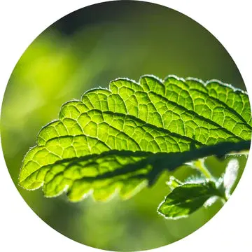 Melissa Essential Oil - Living Libations 1
