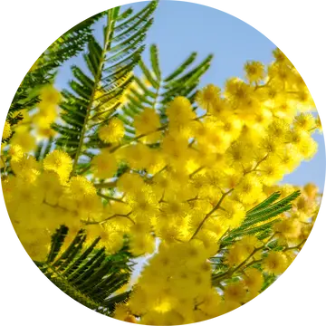 Mimosa Absolute - Living Libations 1
