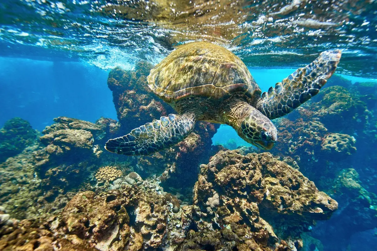 Morning Swim By Andrew Shoemaker 1