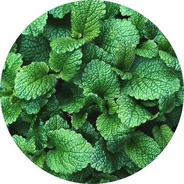 Mountain Mint Essential Oil - Living Libations 1