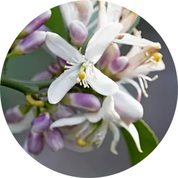 Neroli Grapefruit Blossom Essential Oil - Living Libations 1