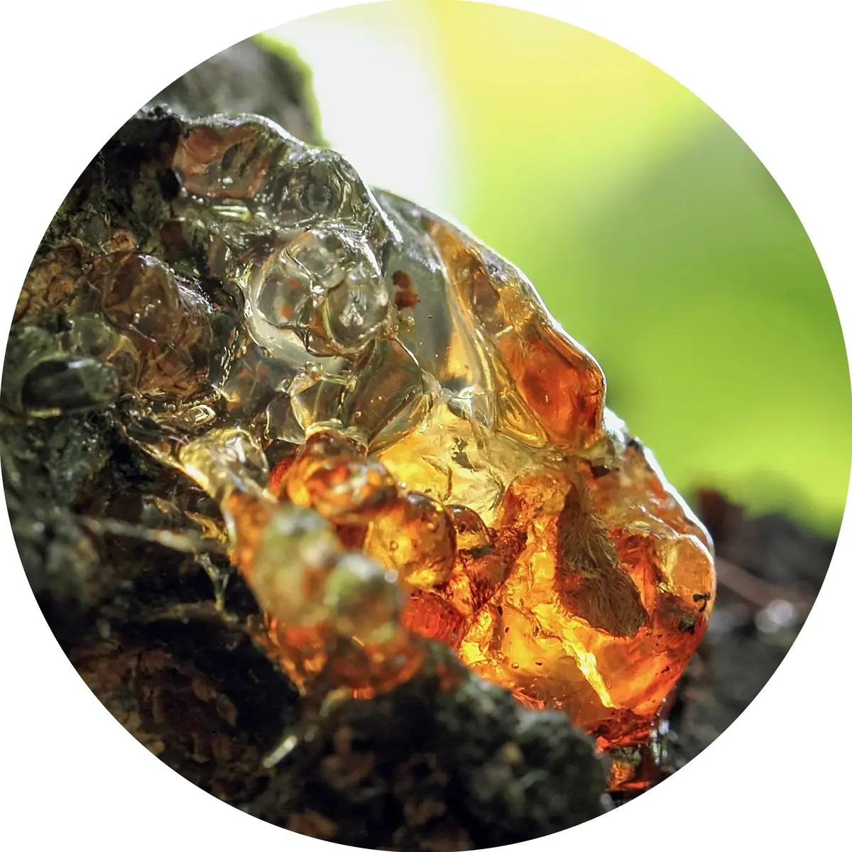 Omumbiri  Essential Oil- Living Libations 1