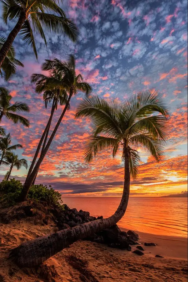 Palm In Paradise By Andrew Shoemaker 1