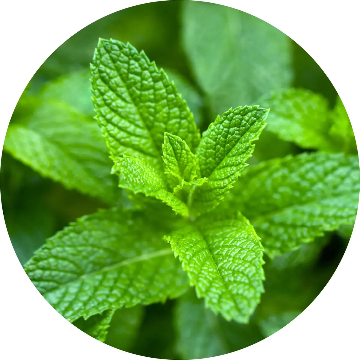 Peppermint, Yakima Valley Essential Oil 5Ml- Living Libations 1