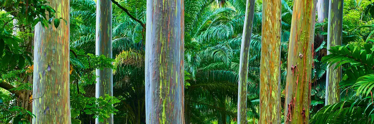 Rainbow Country By Andrew Shoemaker 1