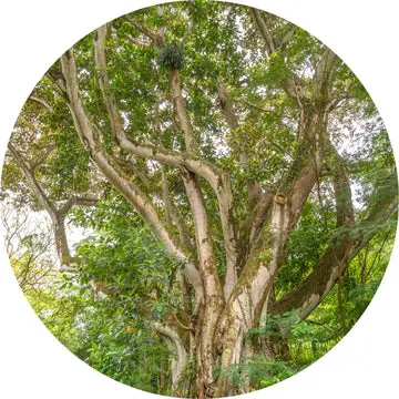 Sandalwood Royal Hawaiian Essential Oil - Living Libations 1