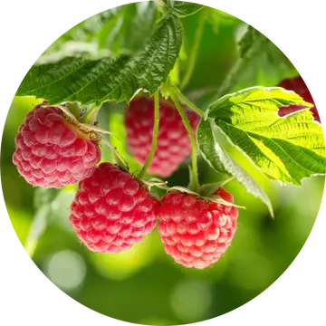 Raspberry Leaf Absolute - Living Libations 1