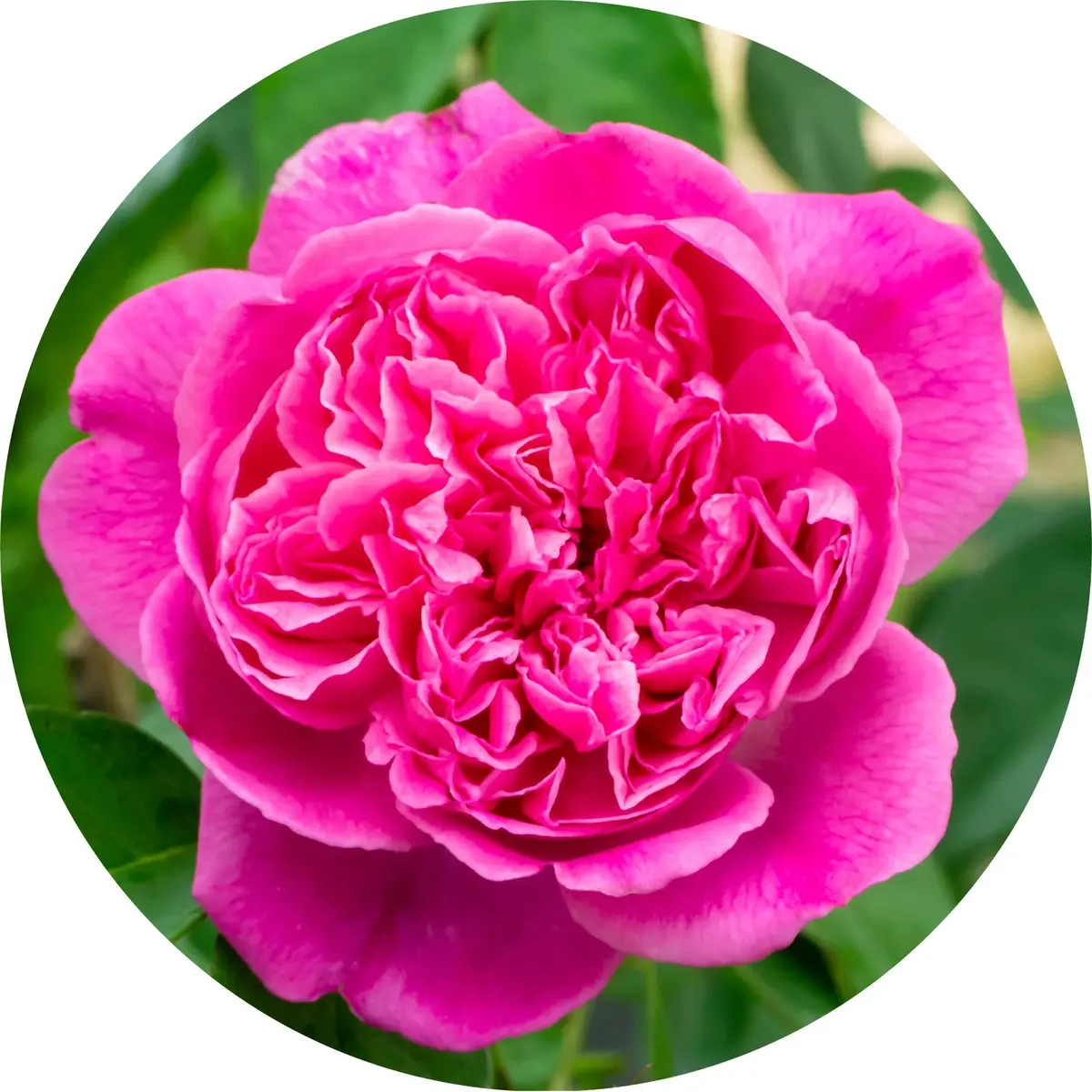 Rose Otto, Persian Essential Oil 5Ml- Living Libations 1