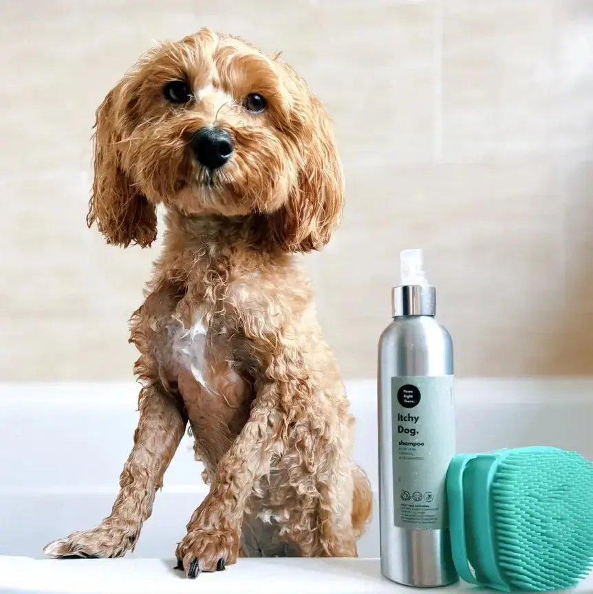 Dog Shampoo Brush – Paws Right There | Bath & Grooming Tool 2
